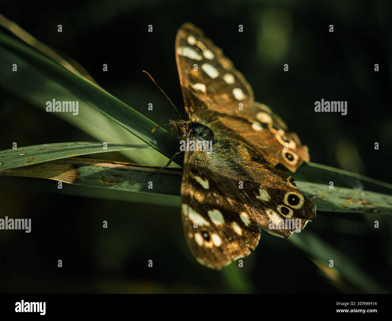 Un momento sereno in natura, mentre una farfalla poggia su uno stelo, mostrando le sue uniche marcature alari. Foto Stock
