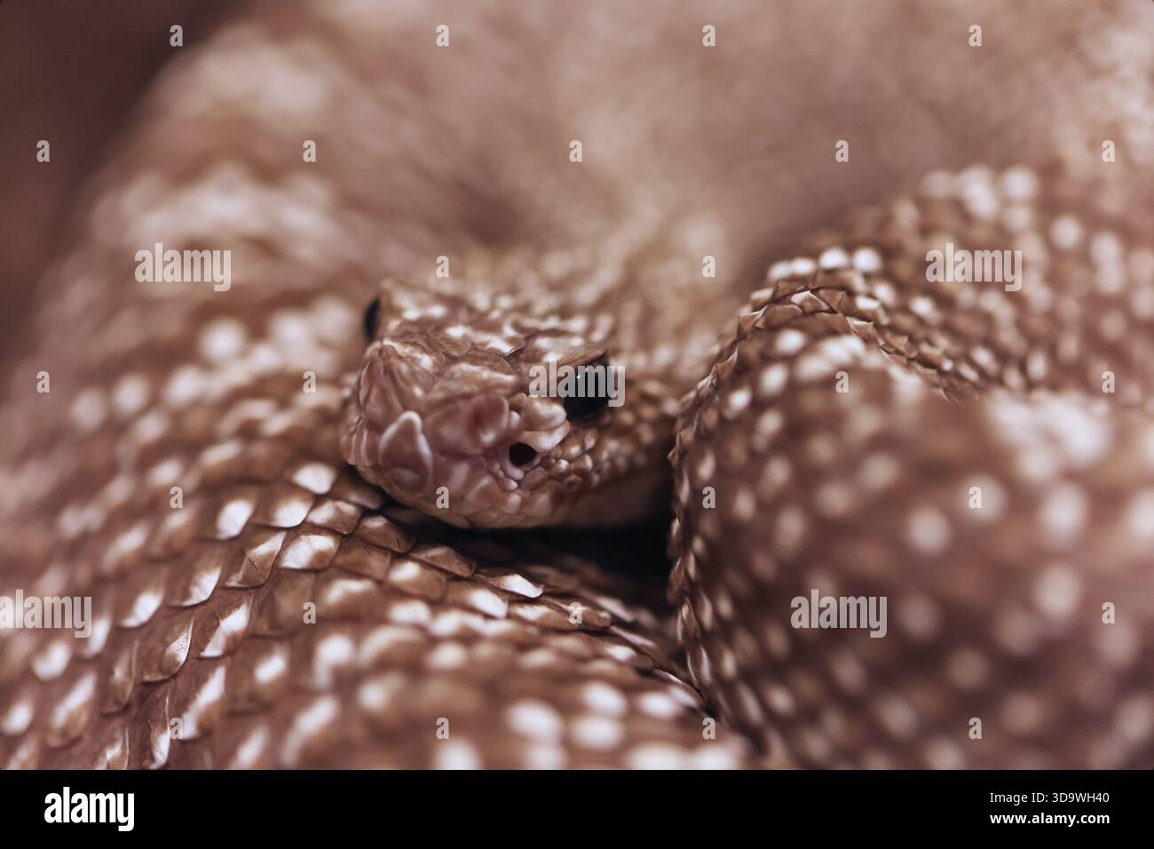 Foto ravvicinata di un serpente a sonagli uracoano (Crotalus vegrandis) allo zoo di Budapest Foto Stock