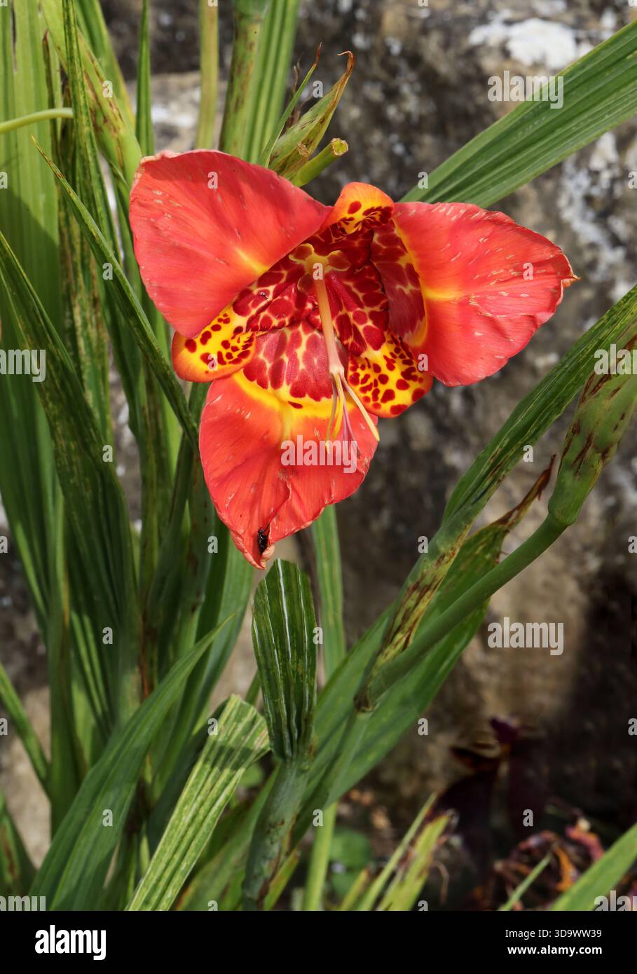Fiore messicano di conchiglia, fiore di tigre, fiore di pavone, giglio di cappello di fantino, fiore di pavone, Jaguar Flower, Tiger Iris o Tiger Flower. Foto Stock