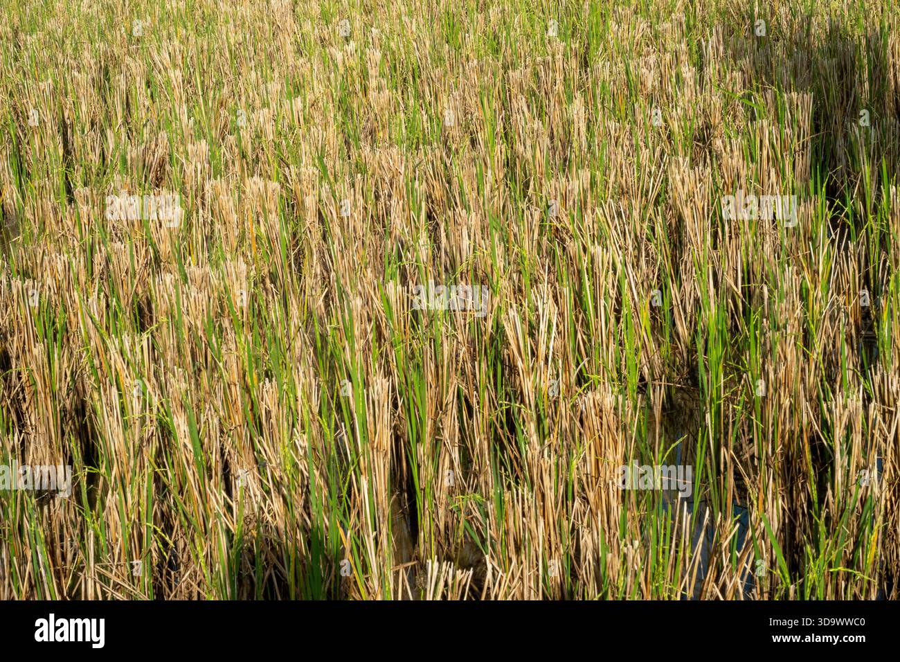 gambi di riso che vengono tagliati dopo il raccolto Foto Stock