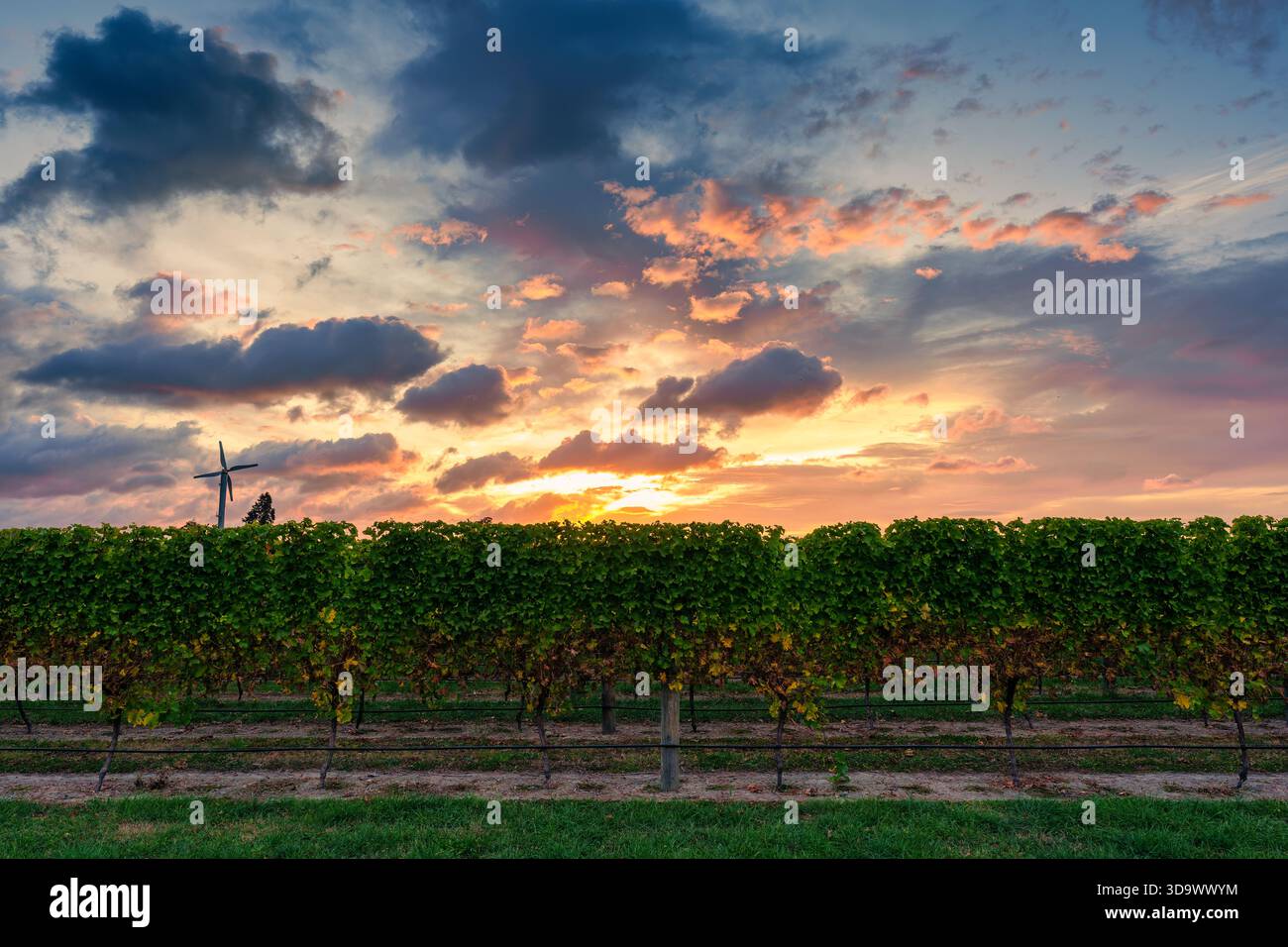 Vigneti fiancheggiati da file di turbine eoliche sotto il cielo colorato dell'alba in terreni agricoli Foto Stock
