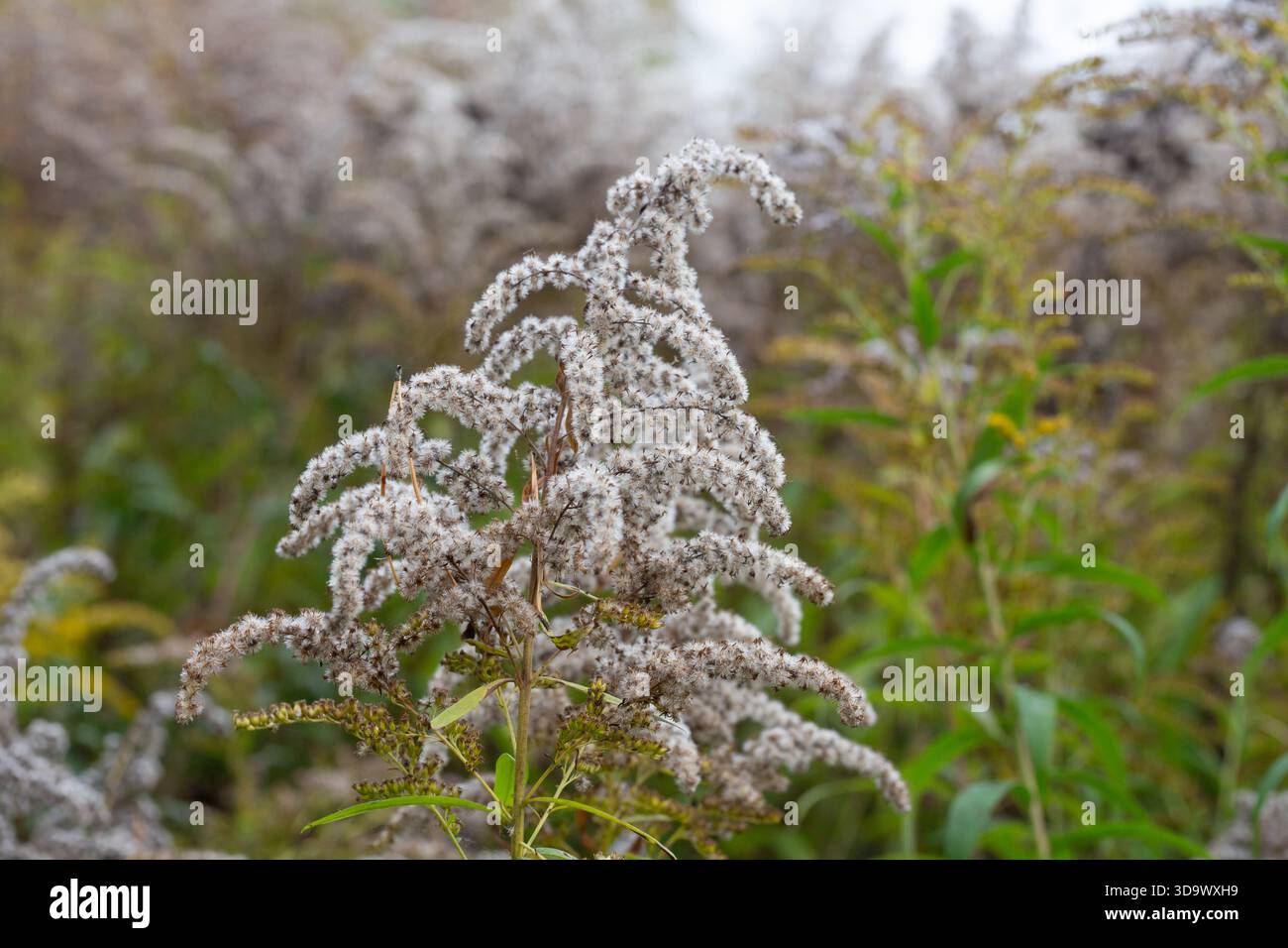 Solidago gigantea o teste di semi di canna d'oro. Semi grigi essiccati, fine autunno, primo piano, nessuna gente. Foto Stock