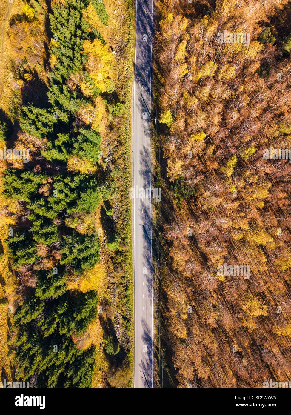 Vista dall'alto della foresta di pini verdi e gialli in autunno divisa da una strada rurale in campagna Foto Stock