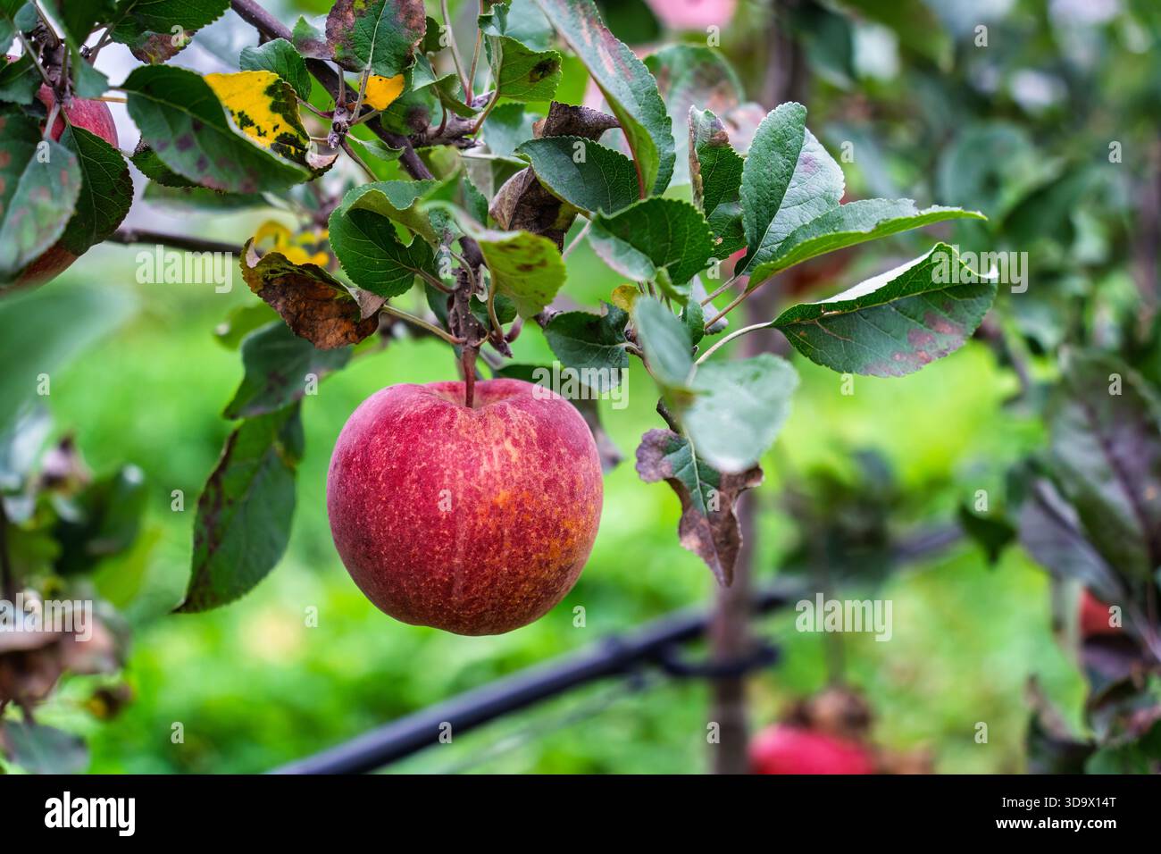 Primo piano mela rossa matura appesa al ramo dell'albero con foglie verdi in un frutteto al mattino Foto Stock