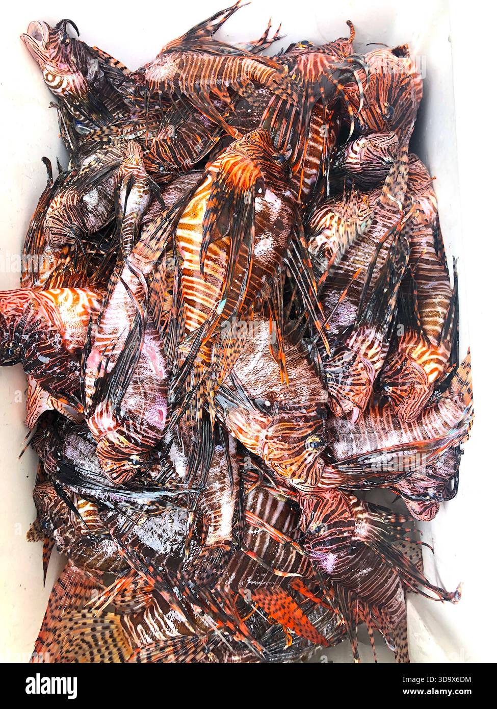 Pesce leone pescato di 200 pesci al largo della costa caraibica di Nevis. I pesci leoni sono predatori che mangiano il pesce bambino che protegge la barriera corallina. Foto Stock