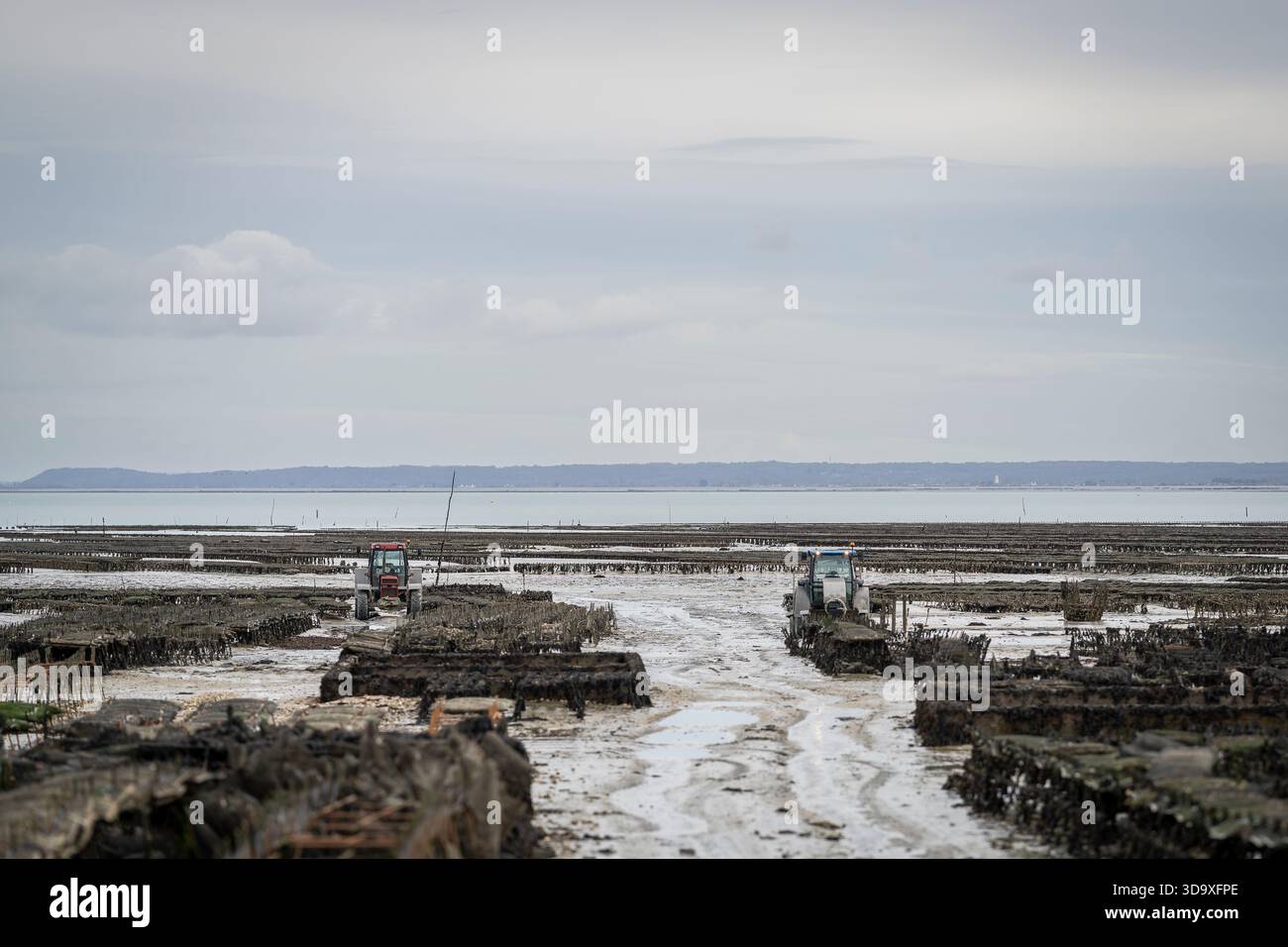 Trattori che lavorano in aziende di ostriche con bassa marea a Cancale, Bretagna, Francia, rivelando vaste strutture di acquacoltura lungo il litorale. Allevamento di ostriche. Foto Stock