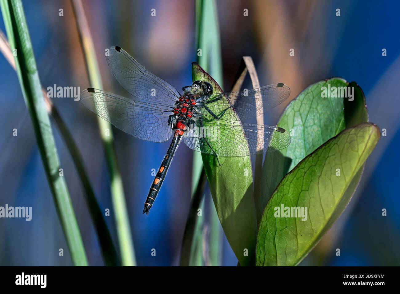 darter dalla faccia bianca Foto Stock