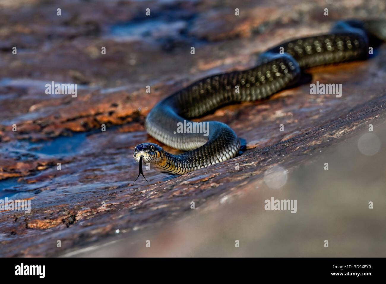 Serpente d'erba sulla roccia costiera Foto Stock