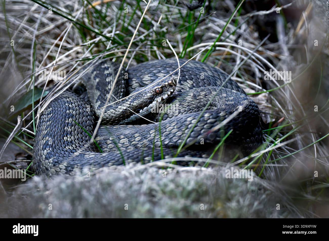 Politica europea comune in materia di Viper Foto Stock