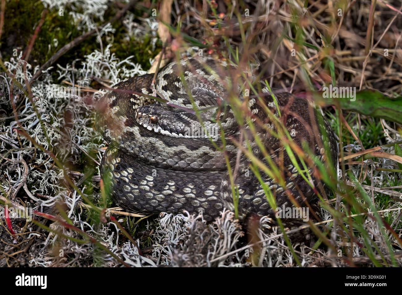 Politica europea comune in materia di Viper Foto Stock