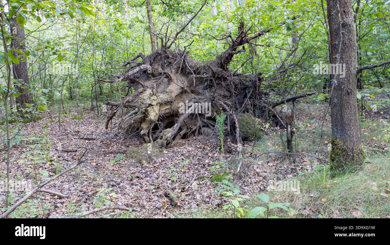 Albero caduto con piastra radice esposta. Scena di foresta con radici di alberi cadute. Concetto di postumi delle tempeste, energia naturale e impatto ambientale. Foto Stock
