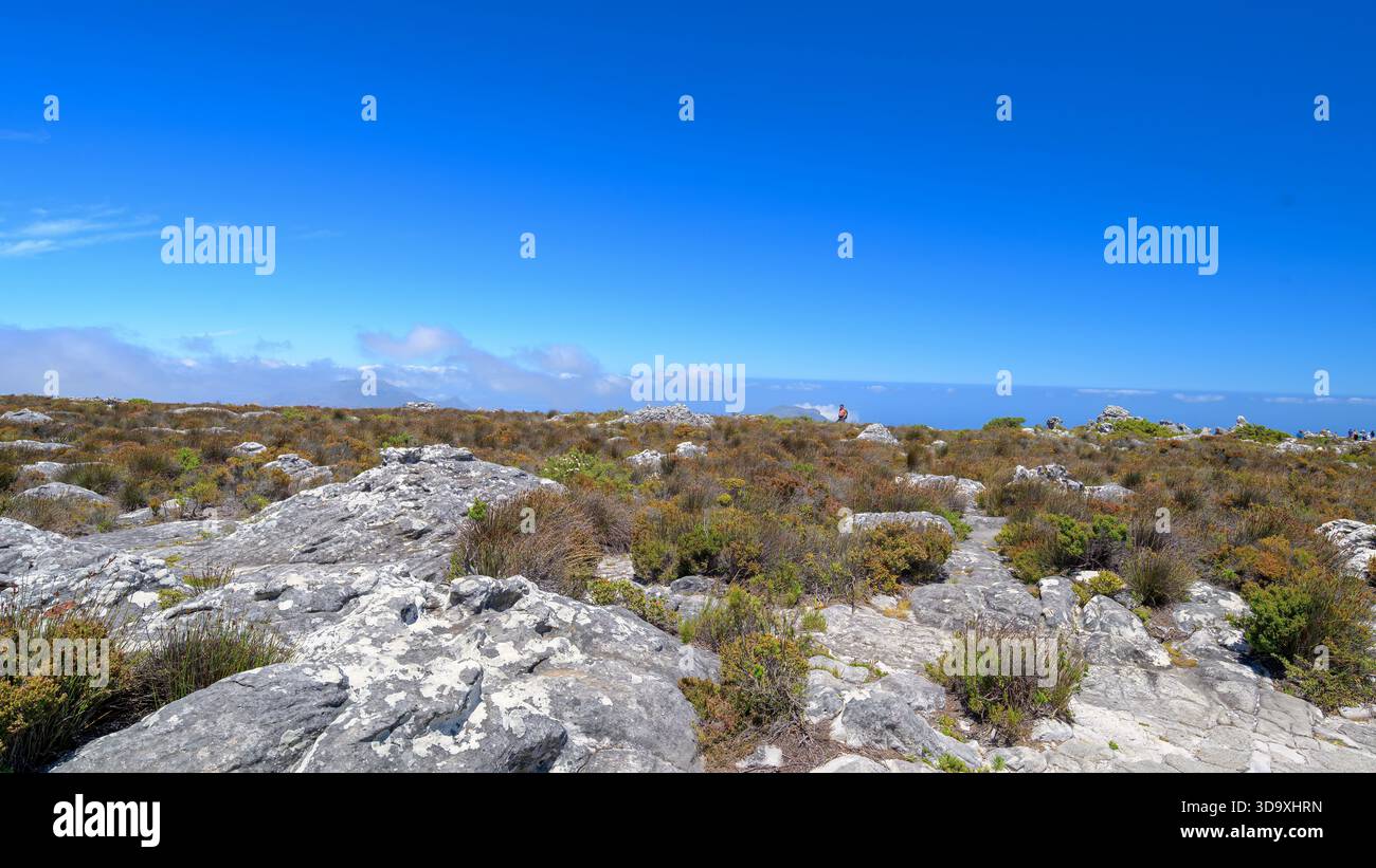 Vegetazione di fynbos sulla Table Mountain (città del Capo, Sudafrica) a novembre. Foto Stock