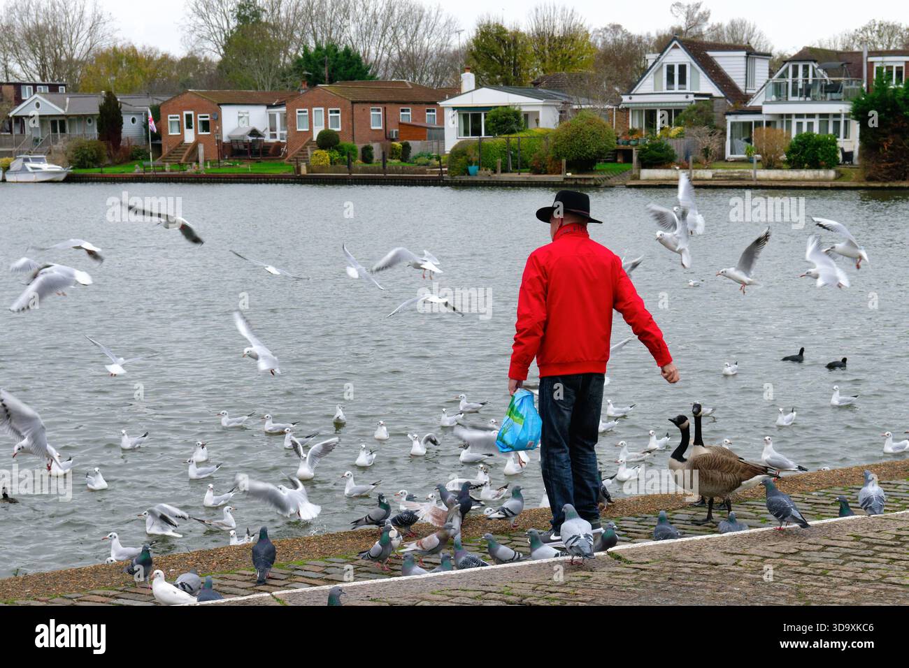 Un uomo anziano che dà da mangiare agli uccelli selvatici lungo il Tamigi a Walton, in un giorno d'inverno Surrey Inghilterra Regno Unito Foto Stock