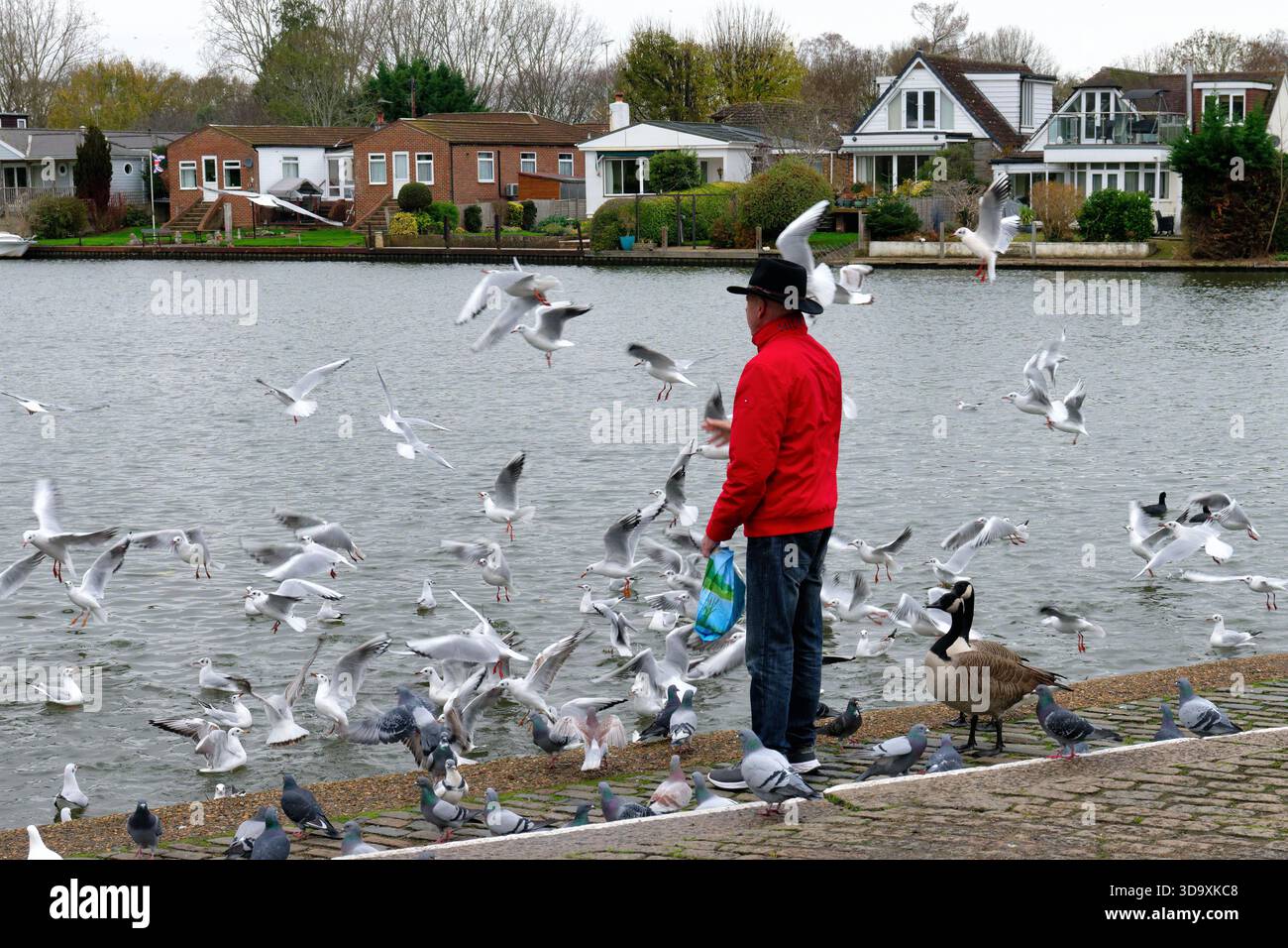 Un uomo anziano che dà da mangiare agli uccelli selvatici lungo il Tamigi a Walton, in un giorno d'inverno Surrey Inghilterra Regno Unito Foto Stock