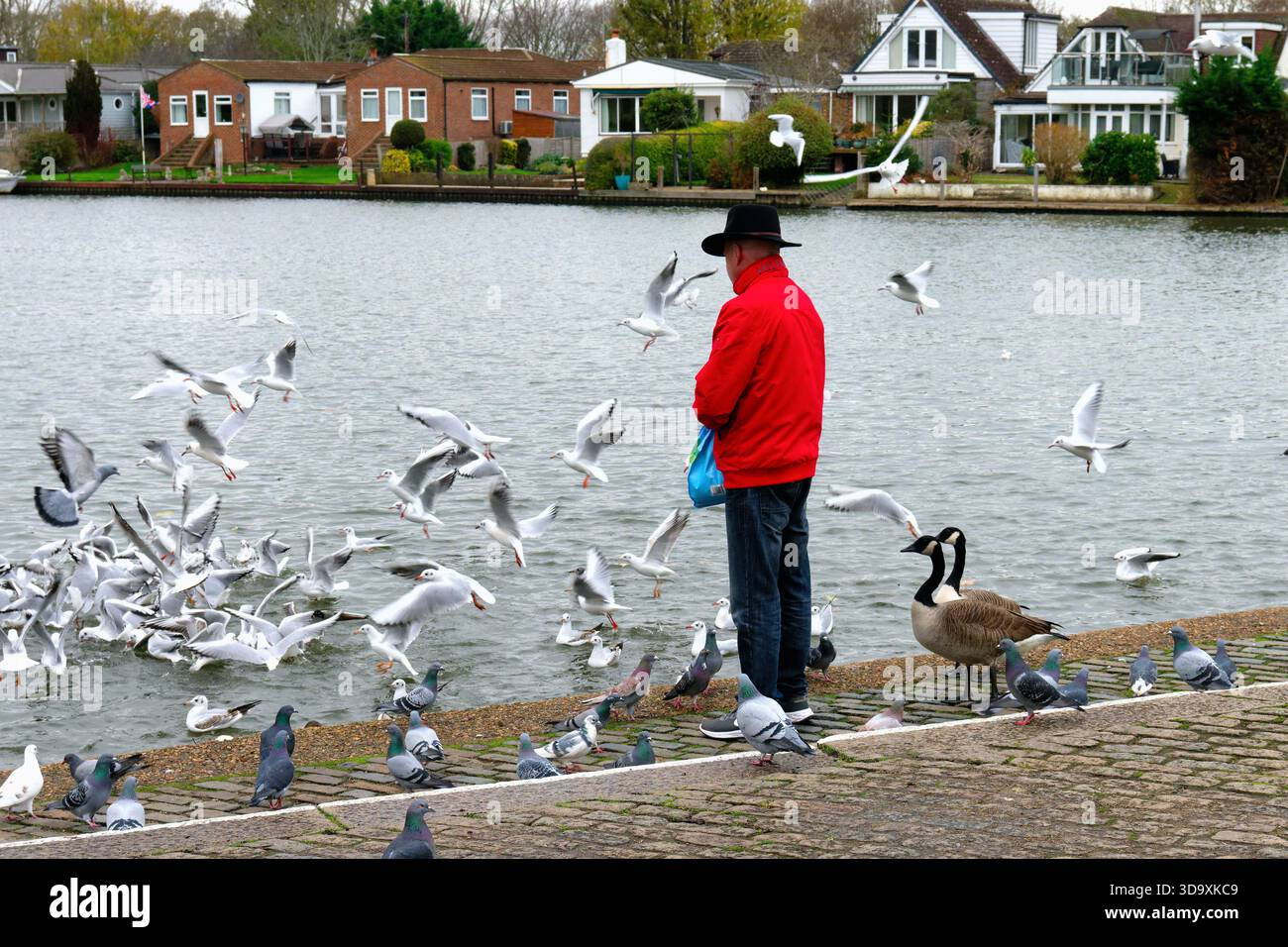 Un uomo anziano che dà da mangiare agli uccelli selvatici lungo il Tamigi a Walton, in un giorno d'inverno Surrey Inghilterra Regno Unito Foto Stock