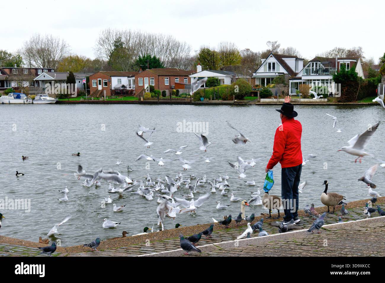 Un uomo anziano che dà da mangiare agli uccelli selvatici lungo il Tamigi a Walton, in un giorno d'inverno Surrey Inghilterra Regno Unito Foto Stock