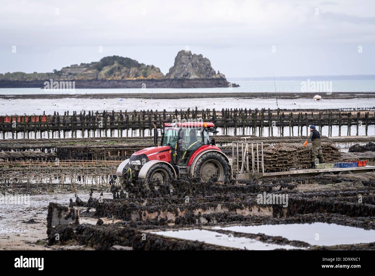 Trattore che trasporta conchiglie di ostriche attraverso le fattorie di ostriche mareali a Cancale, Bretagna, durante la bassa marea. Il paesaggio dell'allevamento di ostriche a Cancale, in Francia. Foto Stock