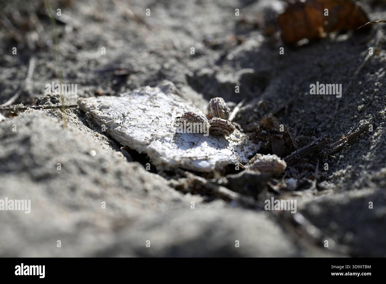 Lumache mangiano polistirene sulla spiaggia italiana. Nutrizione Gastropoda dal polistirene alla spiaggia mediterranea. Ambiente. Inquinamento. Foto Stock