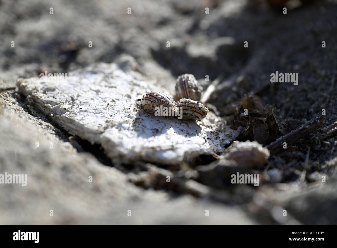Lumache mangiano polistirene sulla spiaggia italiana. Nutrizione Gastropoda dal polistirene alla spiaggia mediterranea. Ambiente. Inquinamento. Foto Stock