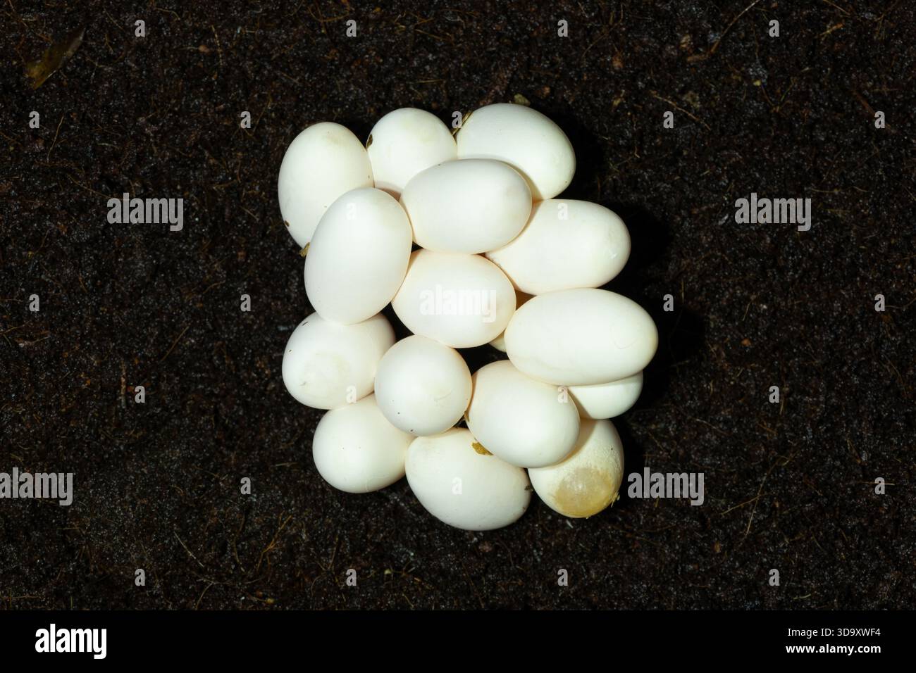 Le uova di un velenoso e rombo di adder notturno (Causus rhombeatus), chiamato anche adder notturno comune, nel substrato nidificante Foto Stock