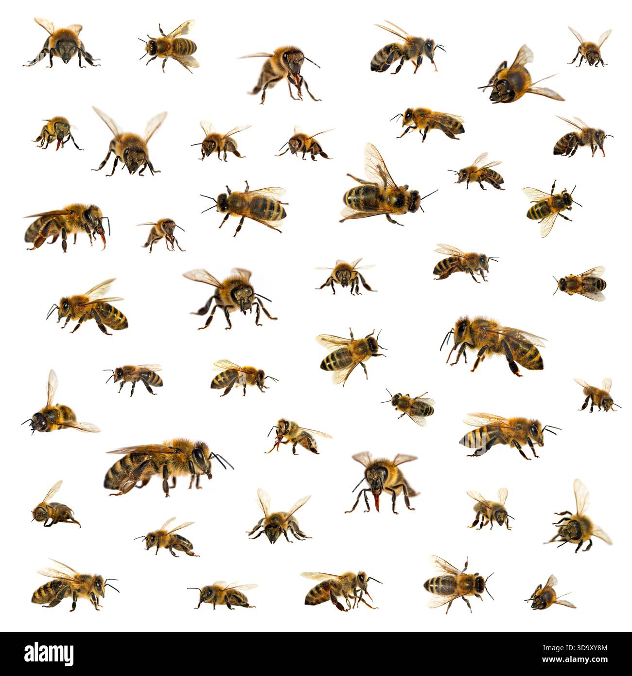 Insieme di ape o di ape in latino Apis mellifera, ape di miele europea o occidentale isolato su sfondo bianco Foto Stock