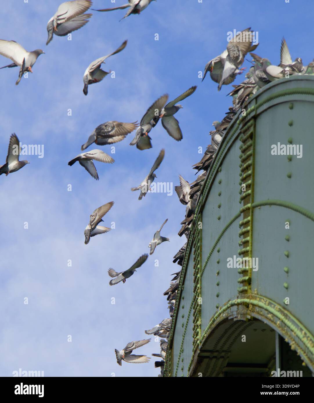 Piccioni che atterrano su un ponte a capriata contro il cielo Foto Stock
