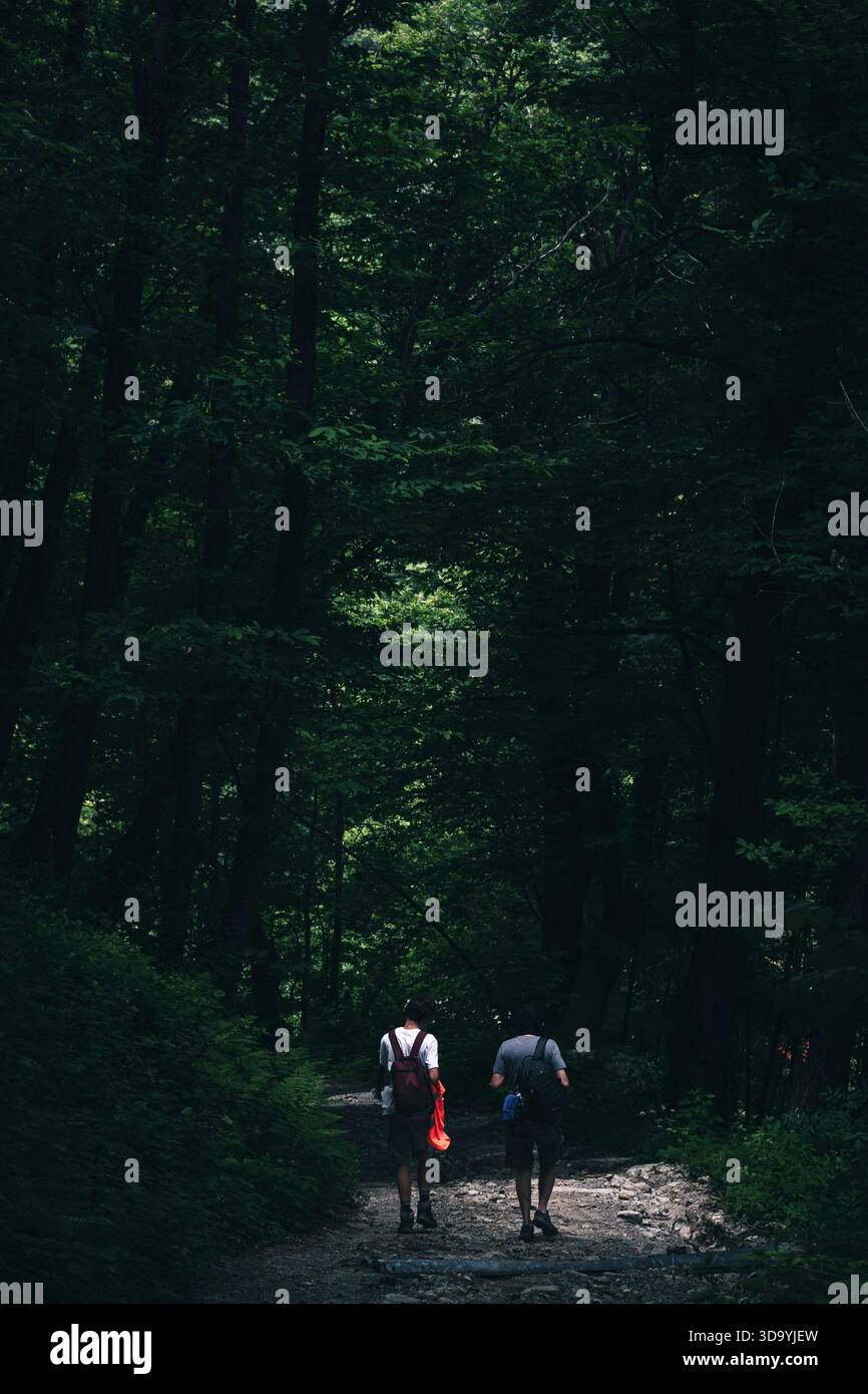 Escursioni nel bosco in estate. Foto Stock