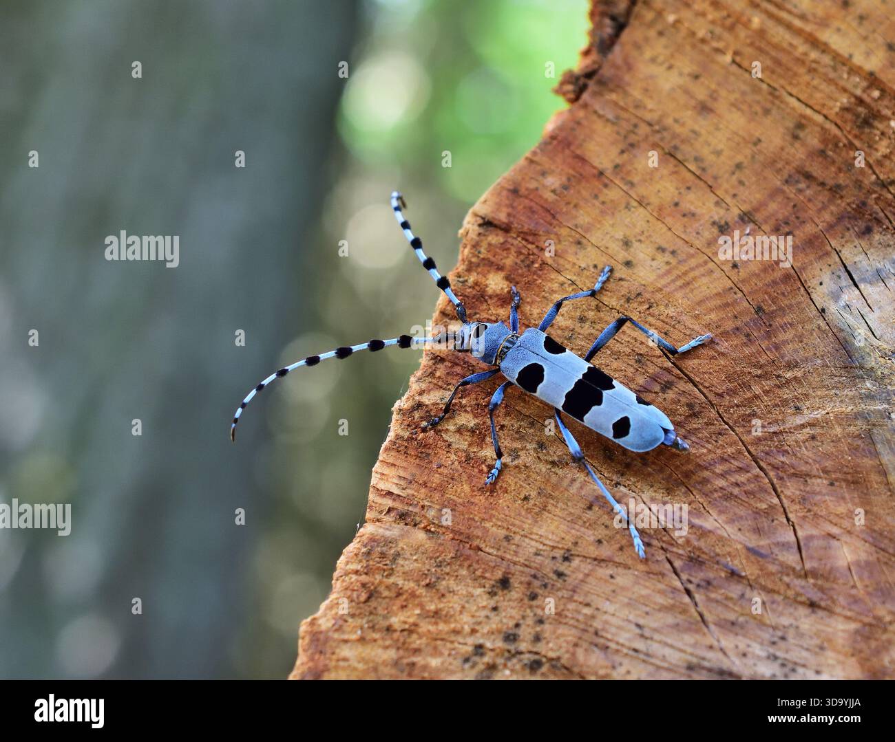 Rosalia longicorn - Rosalia alpina primo piano a Lainzer Tiergarten Foto Stock