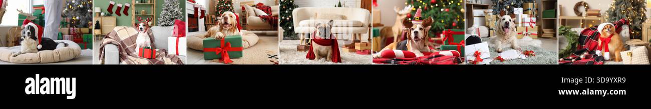 Collage di cani carini la vigilia di Natale a casa Foto Stock