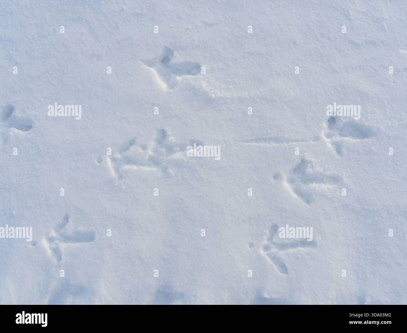 Tracce selvagge di tacchino nella neve Foto Stock
