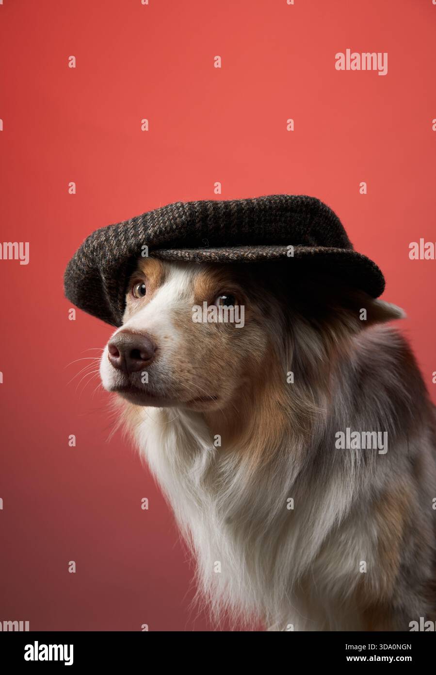 I Border Collie Eyes incontrano la telecamera sotto un tappo in tweed. L'illuminazione evidenzia la pelliccia morbida del cane e le marcature bianche. Foto Stock