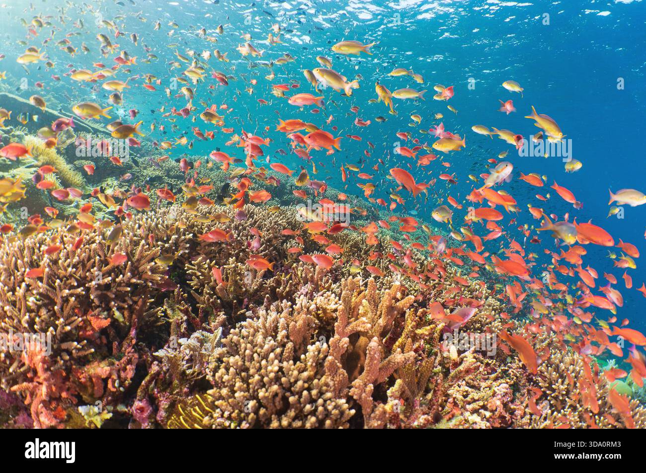 Anthias e altri piccoli pesci tropicali che si nutrono di plancton sulla barriera corallina sana, Batu Bolong, Parco Nazionale di Komodo, Indonesia, Oceano Pacifico Foto Stock
