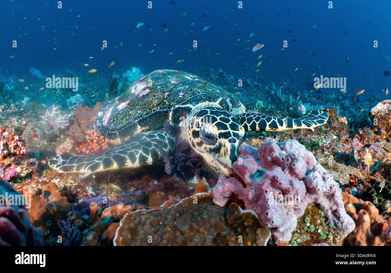 Una tartaruga falco in via di estinzione, Eretmochelys imbricata, che si nutre di spugna su una barriera corallina, il Parco Nazionale di Komodo, Indonesia, Oceano Pacifico Foto Stock