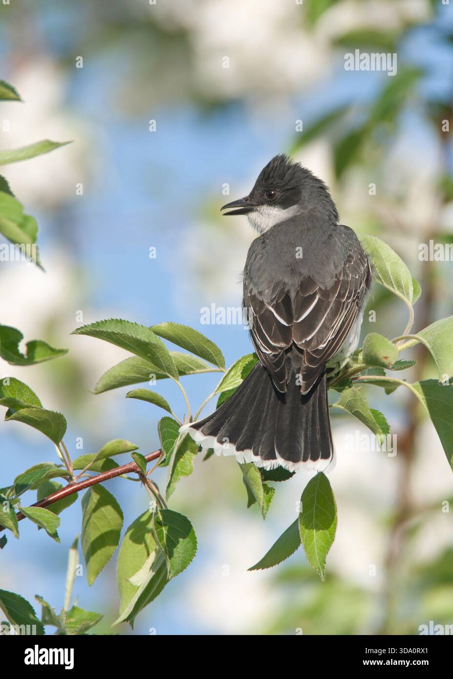 Eastern Kingbird, che si appollaiano in fiori bianchi, uccelli ornitologici in fiore, songbird cantautori verticali Foto Stock