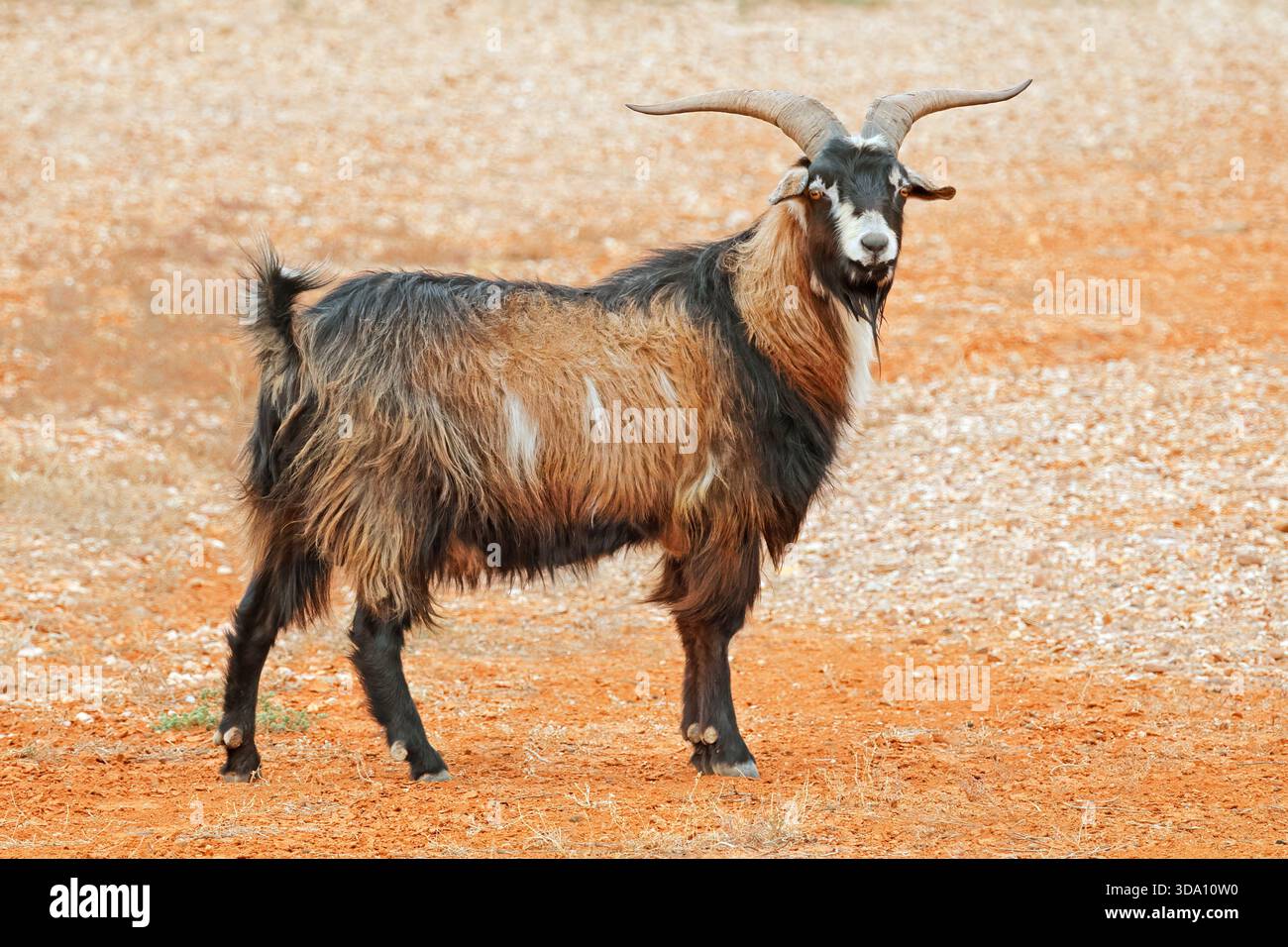 Capra selvatica (Capra hircus) situata nell'arido entroterra dell'Australia Foto Stock