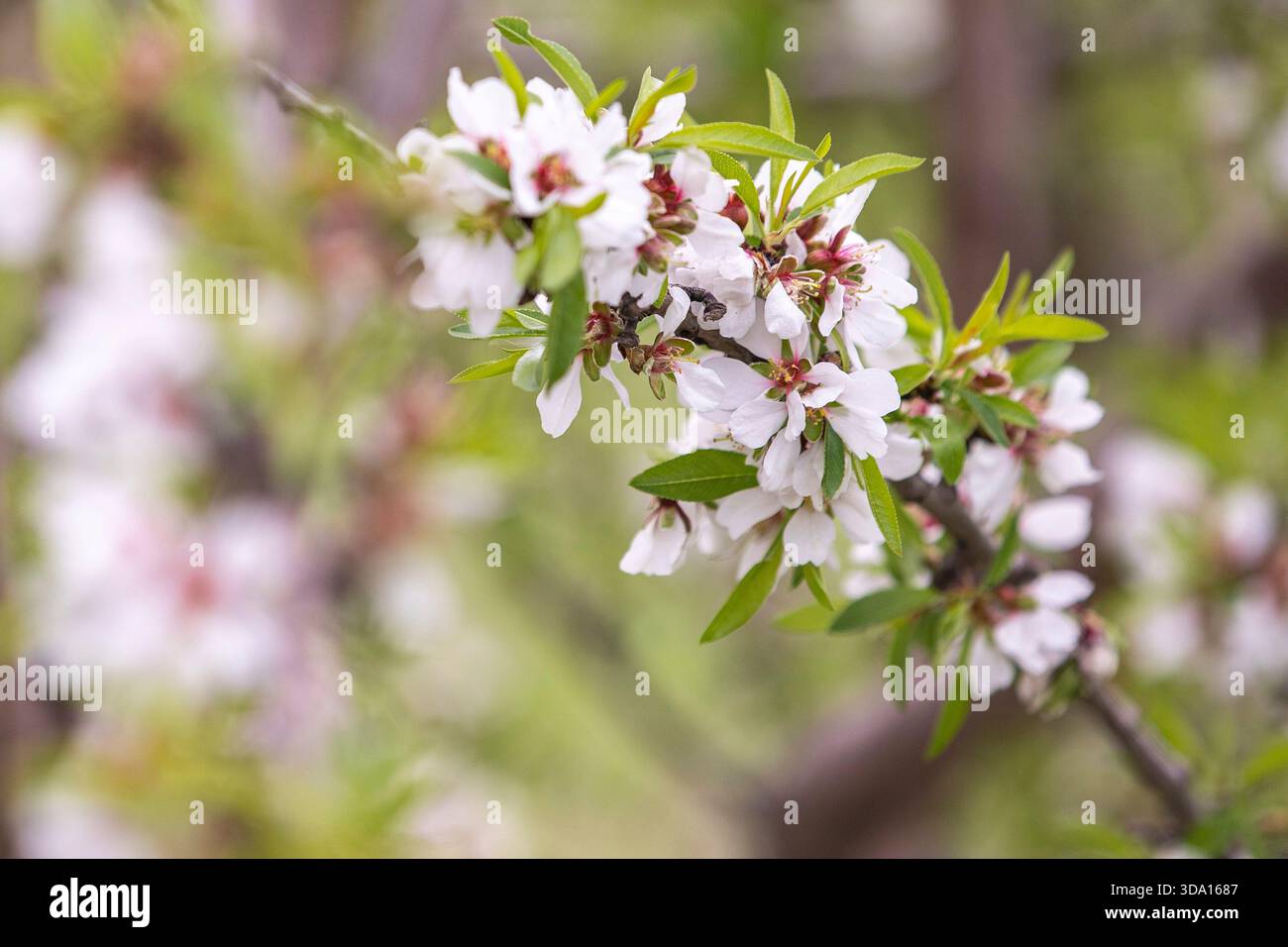 Vista ravvicinata di un ramo di mandorlo in piena fioritura, che mostra delicati fiori rosa e bianchi su un morbido sfondo primaverile. Foto Stock