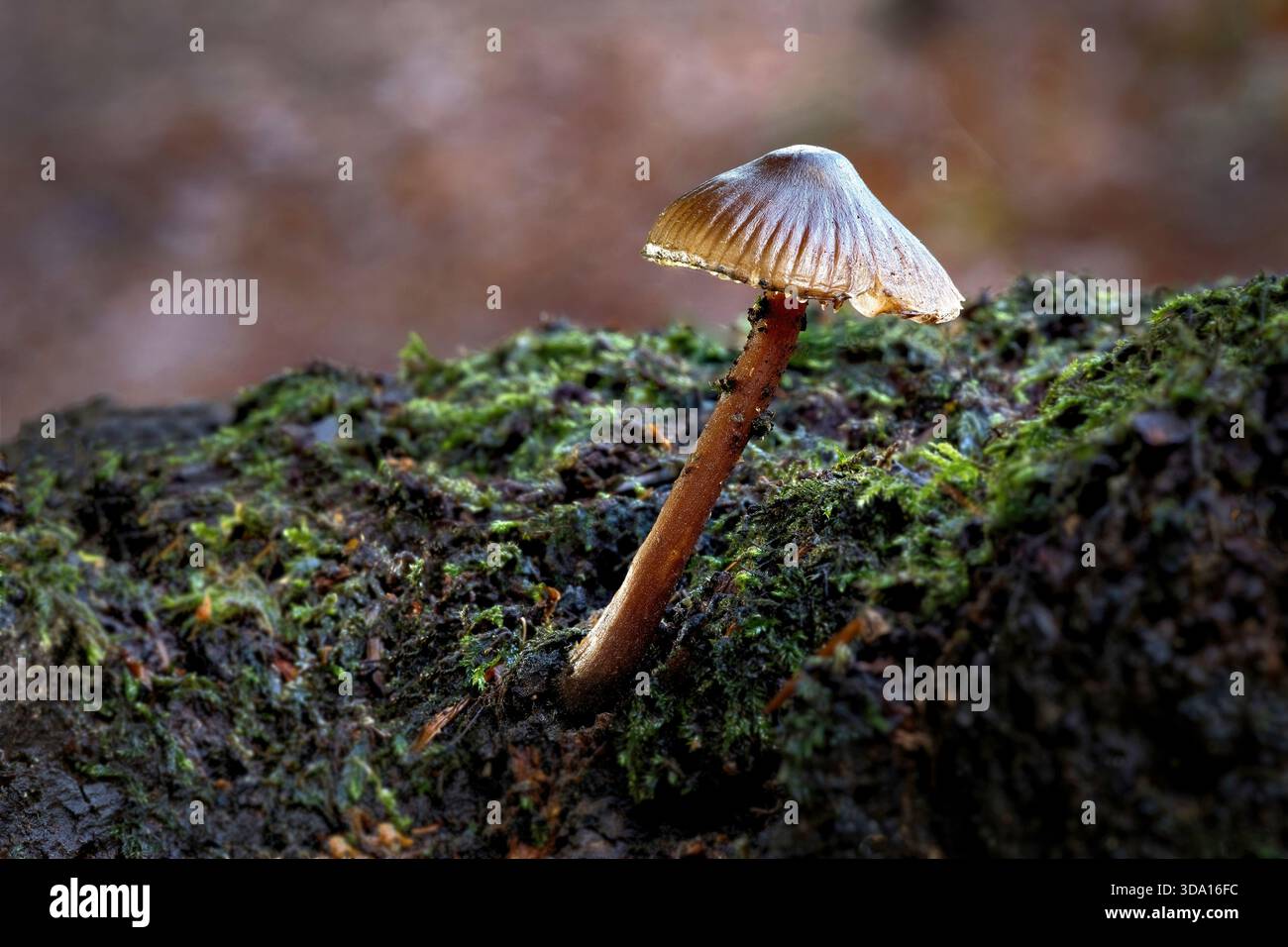 Vista ravvicinata di un cofano comune, Mycena galericulata, fungo. Mostra i singoli funghi che crescono dal tronco coperto di lichene. Foto Stock