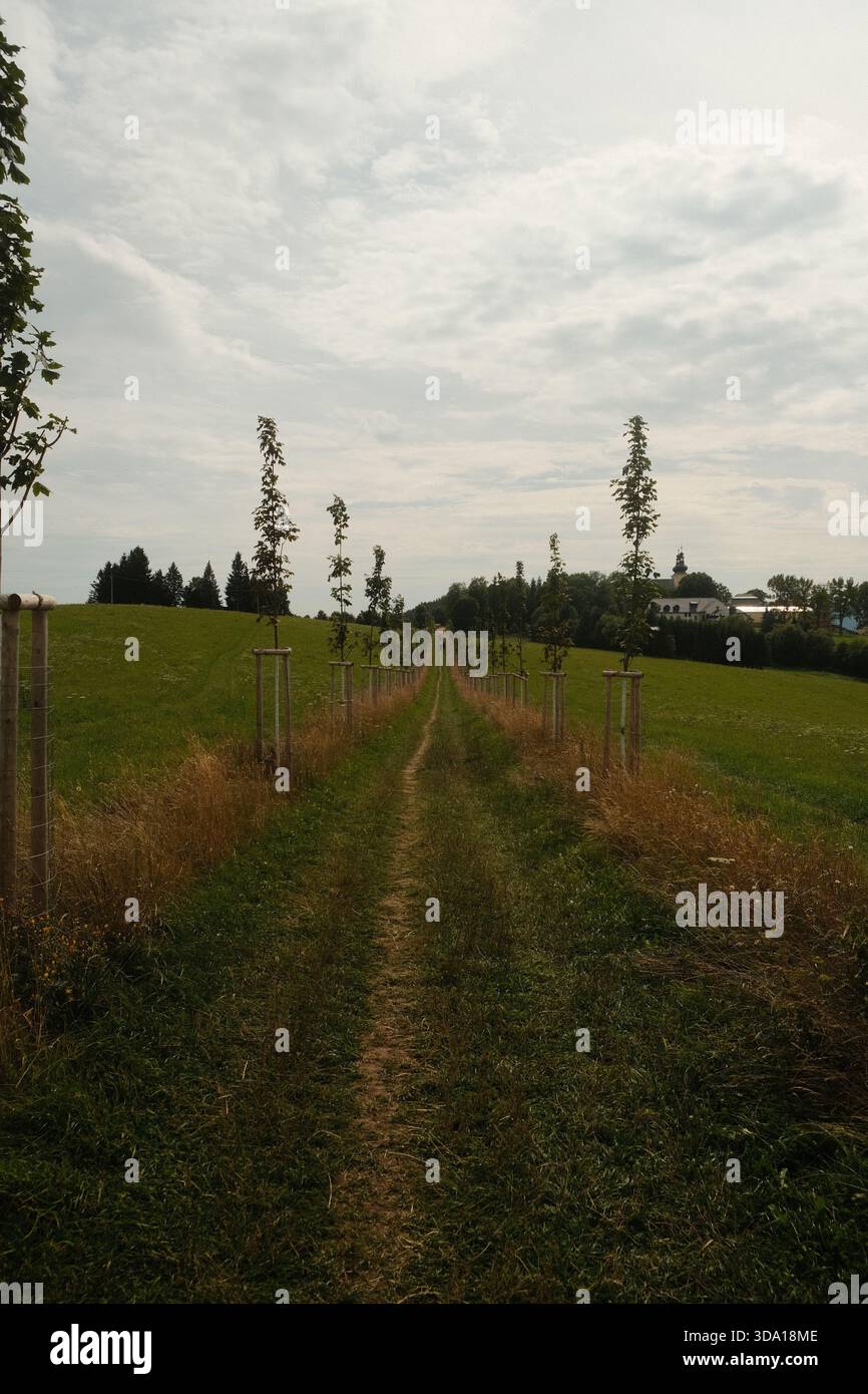 Percorso Green Meadow verso alberi lontani Foto Stock