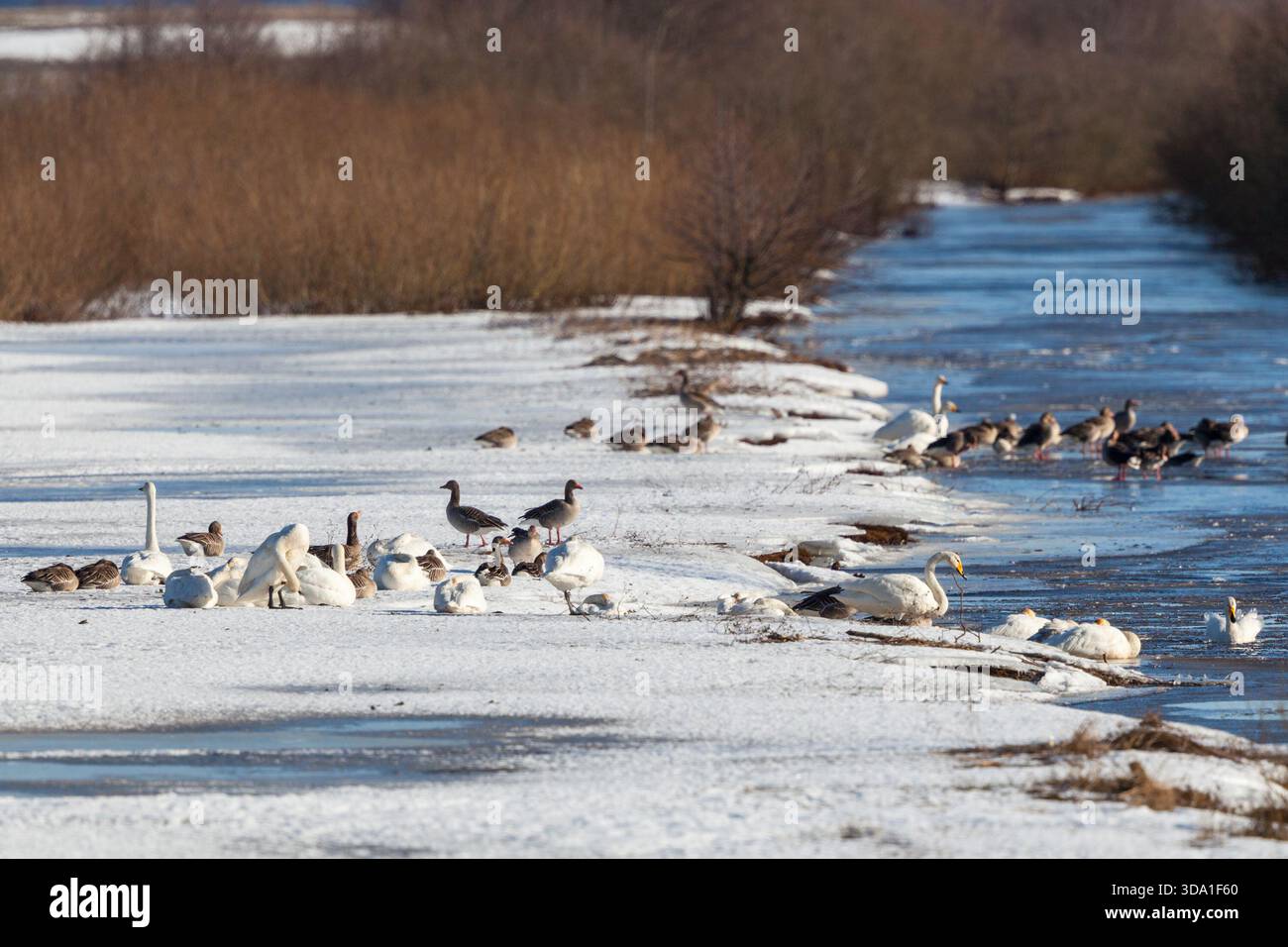 Cigni e oche Whooper nella neve sul fiume Foto Stock