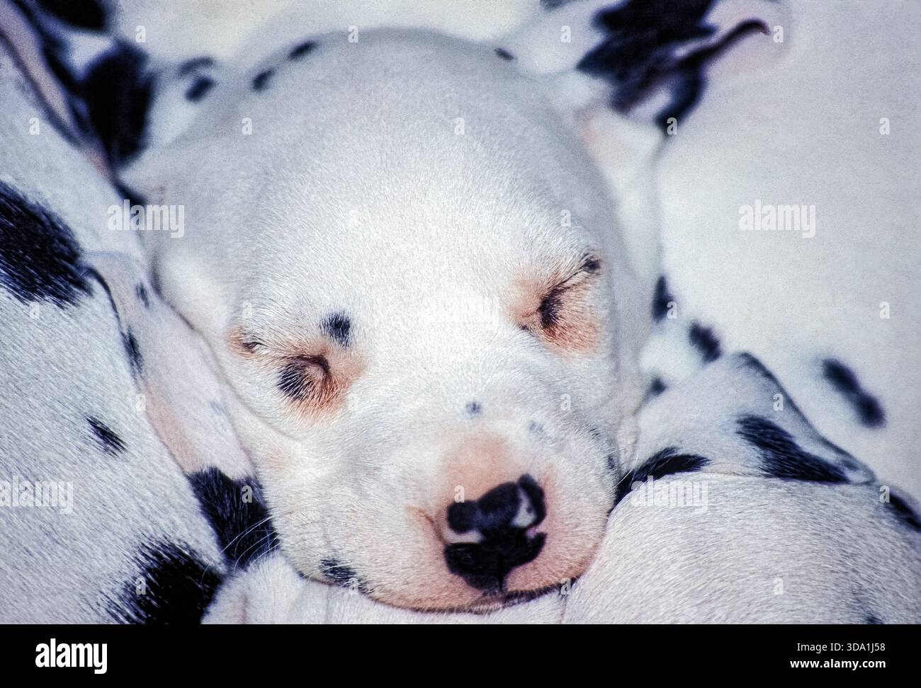 Un cucciolo dalmata Foto Stock