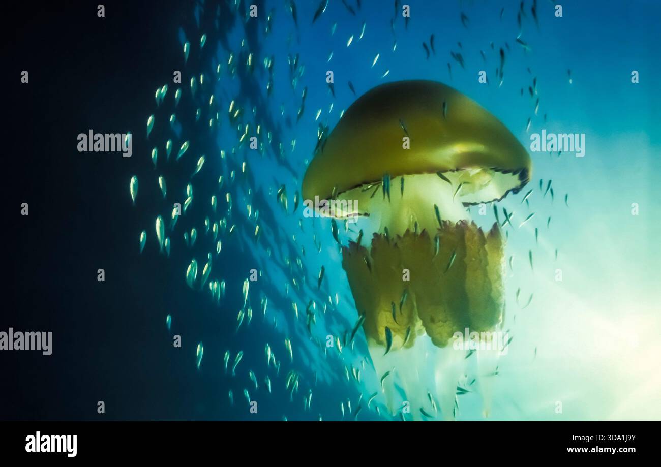 Rhizostoma pulmo - meduse a botte o meduse con coperchio della spazzatura - cavolo giallo mediterraneo. Foto Stock