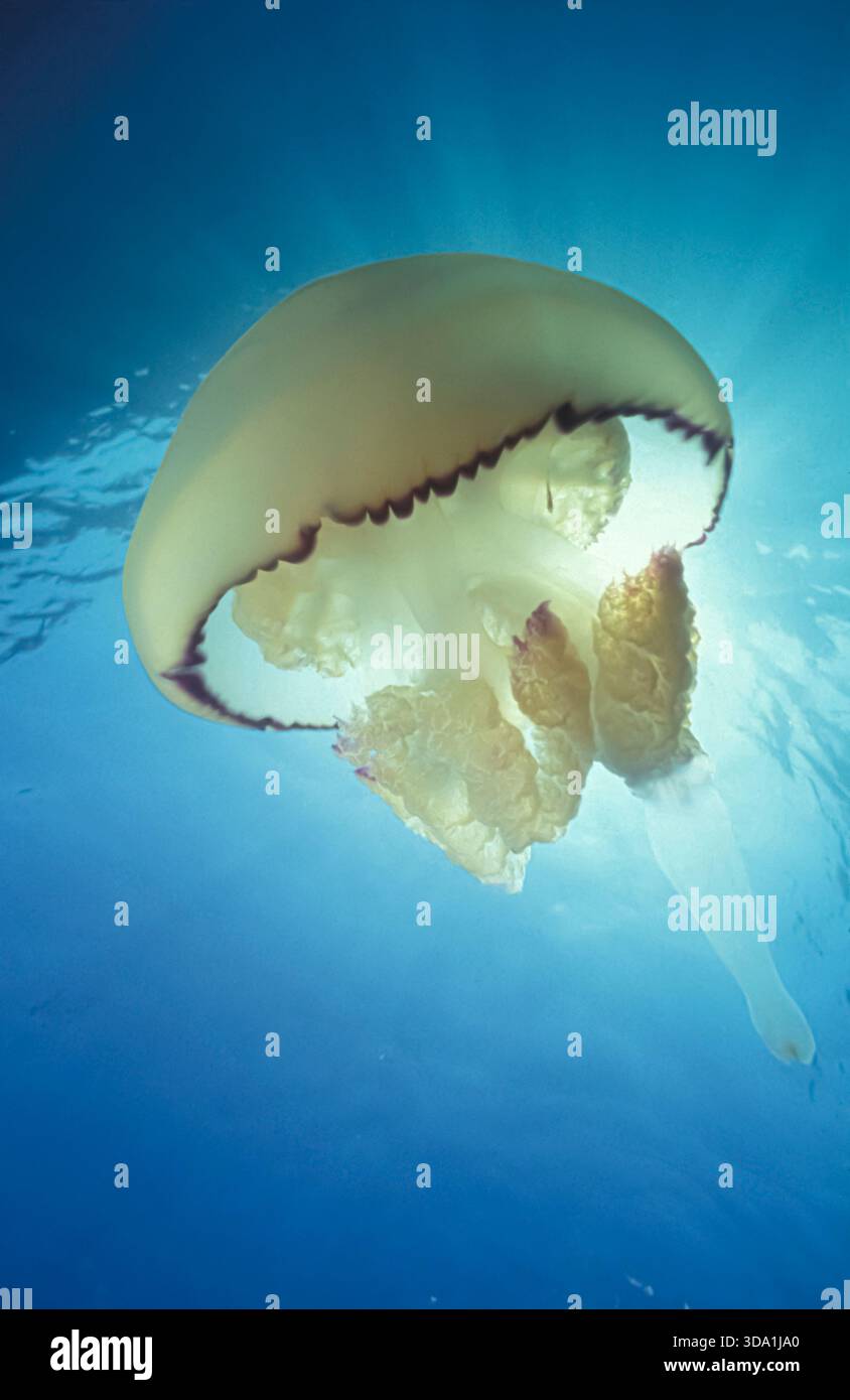 Rhizostoma pulmo - meduse a botte o meduse con coperchio della spazzatura - cavolo giallo mediterraneo. Foto Stock
