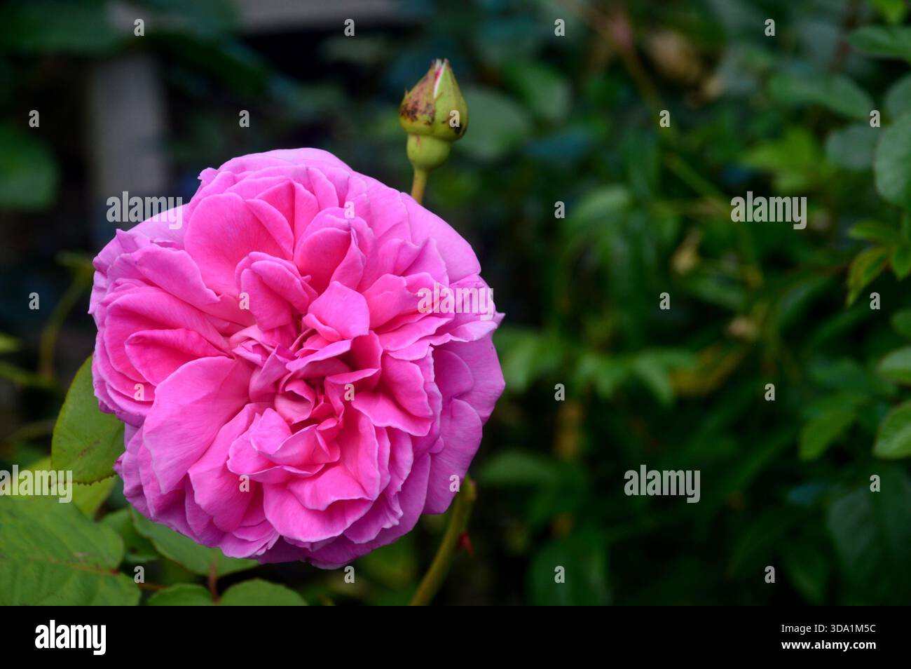Single Rosa Rosa Rosa "Sandringham" (inglese Shrub Double Rose) coltivata presso RHS Garden Harlow Carr, Harrogate, Yorkshire, Inghilterra, Regno Unito. Foto Stock