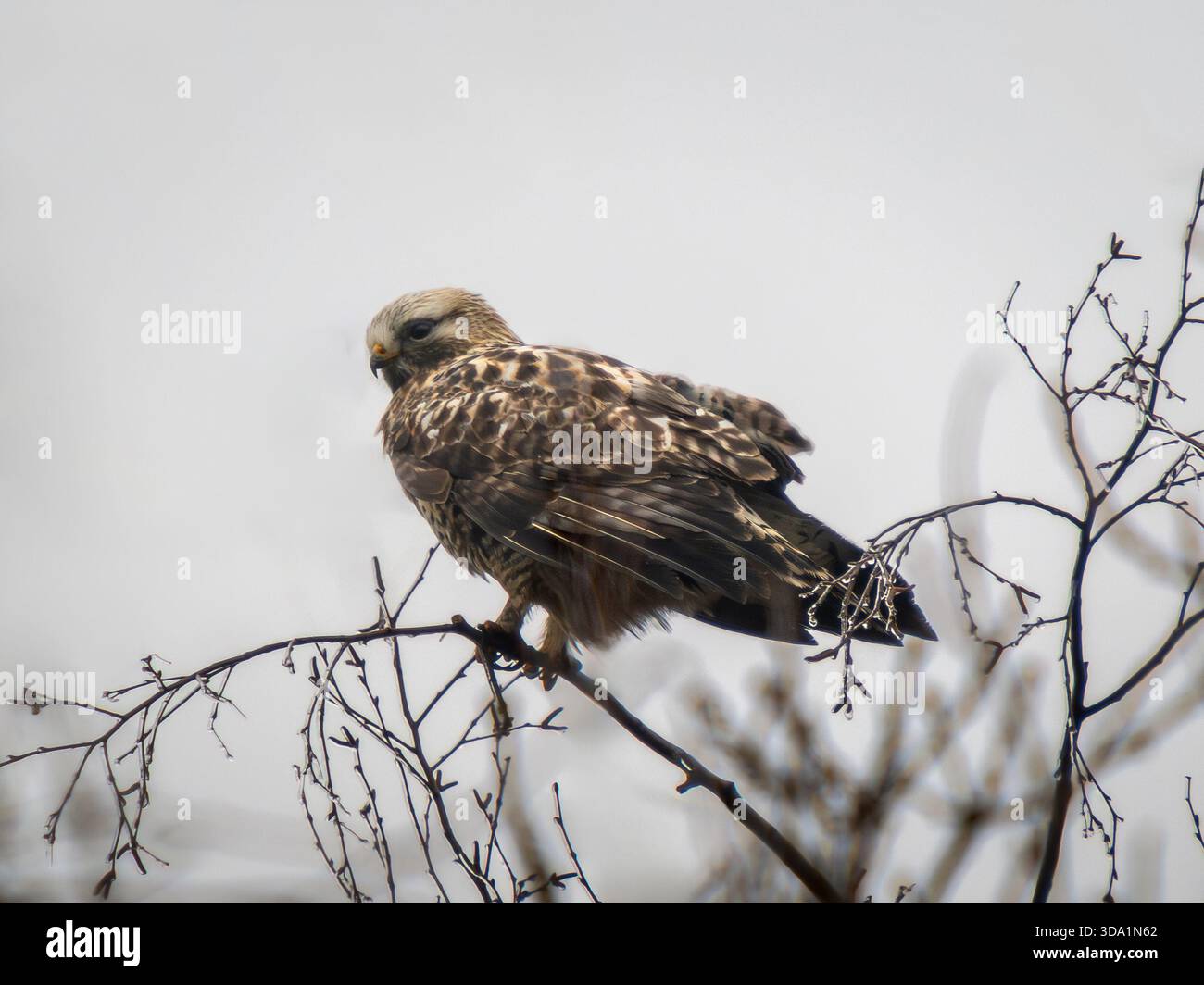 Ronzio dalle gambe ruvide o lagopus di Buteo nel paesaggio invernale. Il buzzard dalle gambe ruvide (Europa) o il falco dalle gambe ruvide (Nord America) arroccato sul ramo degli alberi su un cielo grigio e cupo autunno-inverno Foto Stock