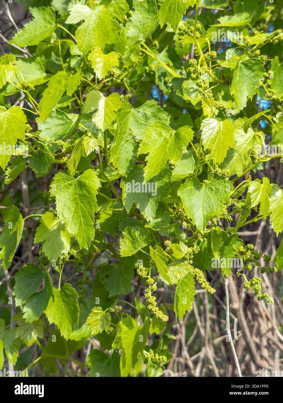 Vite giovane con primi grappoli d'uva e foglie verdi fresche in primavera. Vista ravvicinata di un vigneto in crescita alla luce naturale del sole. Concetto di Foto Stock
