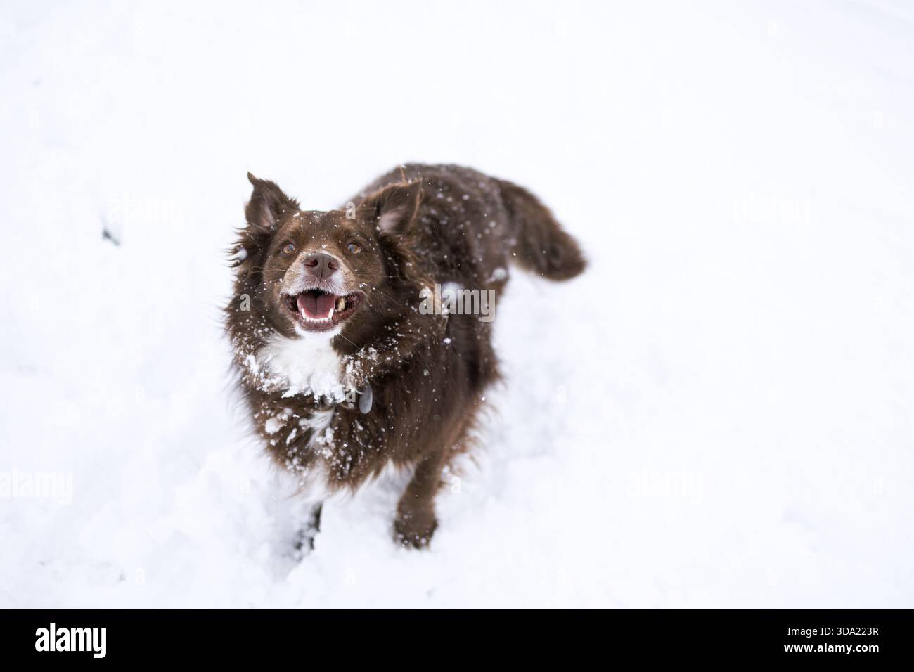 Cane bianco e marrone felice che gioca nella neve bianca fresca Foto Stock