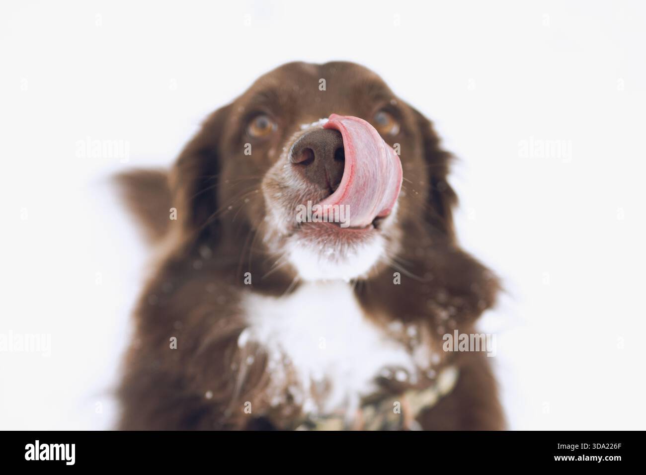 Leccare il naso nella neve, mix Aussie-Border Collie-Lab Foto Stock