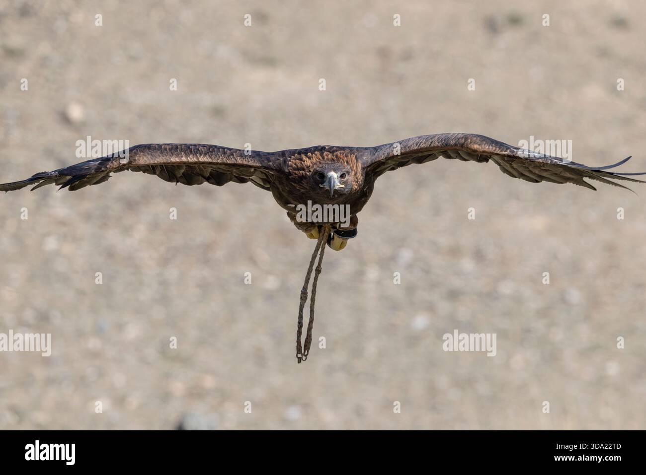 Aquila di cacciatori di aquile in volo Foto Stock