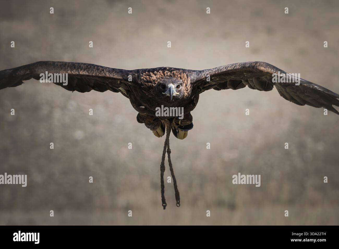 aquila di cacciatori di aquile al volo Foto Stock