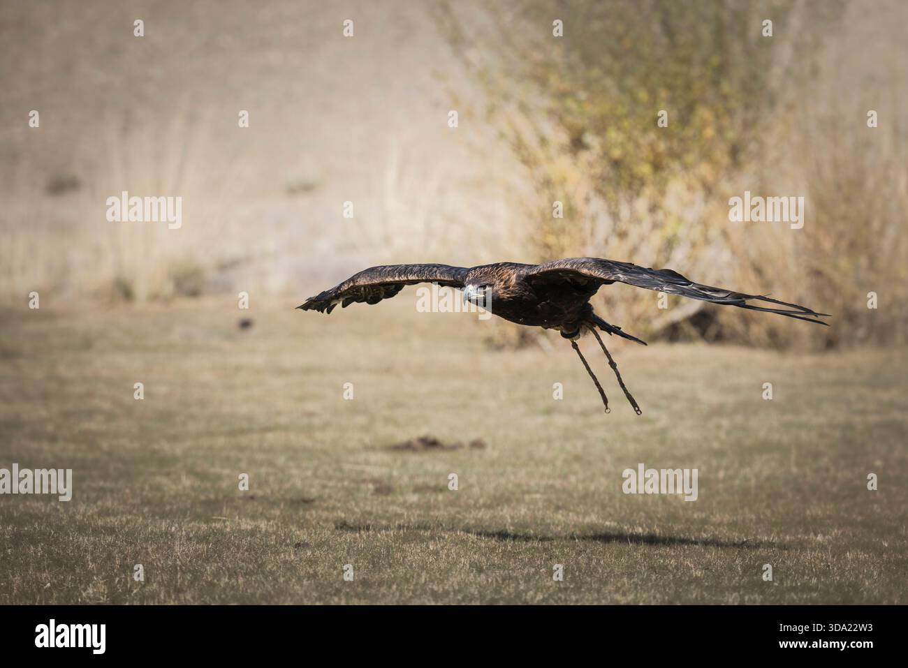 aquila di cacciatore di aquile in volo Foto Stock